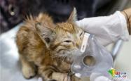 医院为掉进火锅受伤的猫免费治疗，传递人道主义温暖