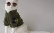 网红猫爷掀起猫步模仿潮，萌宠界的时尚先锋引领潮流新风尚