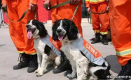 缅怀汶川地震英雄搜救犬，67只忠诚伙伴已全部离世，永恒的纪念