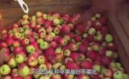 再这么下去，苹果要吃不起了！