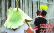 女子为遮阳创意十足，戴荷叶化身巨型绿蚊走红网络