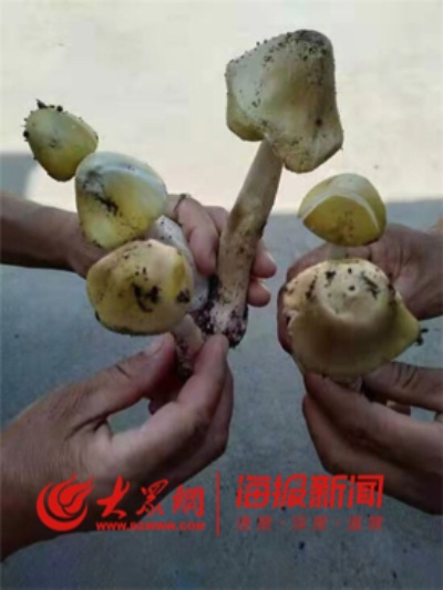 惊险一幕！男子误食超致死量5倍毒蘑菇，紧急救援化险为夷