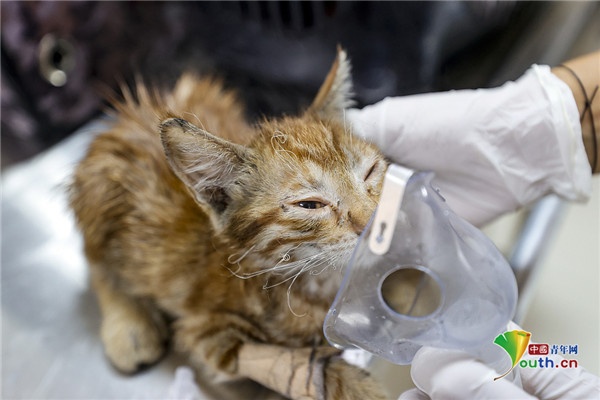医院为掉进火锅受伤的猫免费治疗，传递人道主义温暖