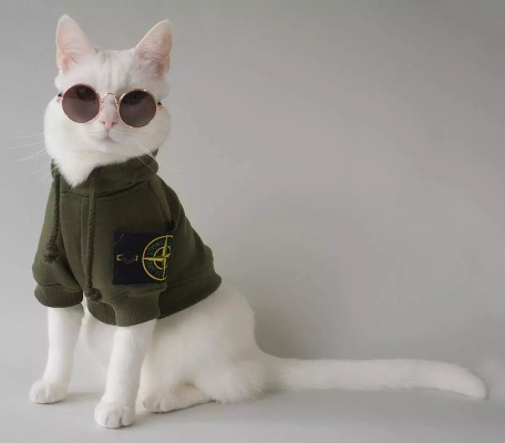 网红猫爷掀起猫步模仿潮，萌宠界的时尚先锋引领潮流新风尚