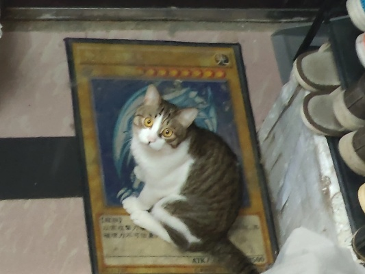 小猫悟空离世之谜，多个疑点待解