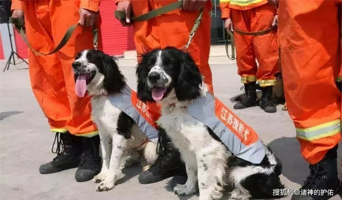 缅怀汶川地震英雄搜救犬，67只忠诚伙伴已全部离世，永恒的纪念